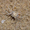 Pink Ghost Crab