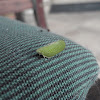 Central Texas Leaf Katydid
