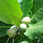 Indian almond
