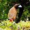 Black-headed Munia