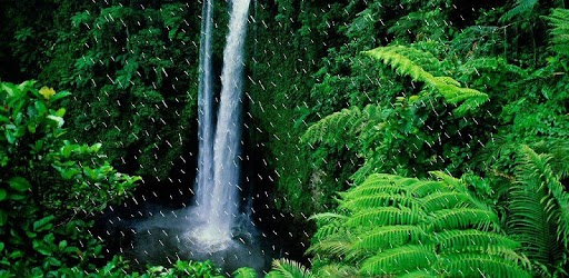 Baixar Rain Forest HD Live Wallpaper para PC Grátis (com.rainlwp