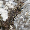 South indian rock agama