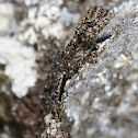 South indian rock agama