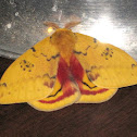 Io Moth