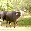 Water Buffalo