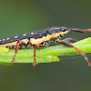 Semi-punctated Belid Weevil