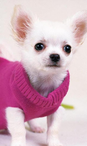 Chihuahuas Dog Wallpapers