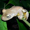 Rosenberg's Gladiator Tree Frog