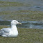Glaucous-winged gull