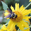 American Bumble Bee