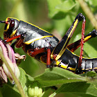 Eastern Lubber Grasshopper (immature)