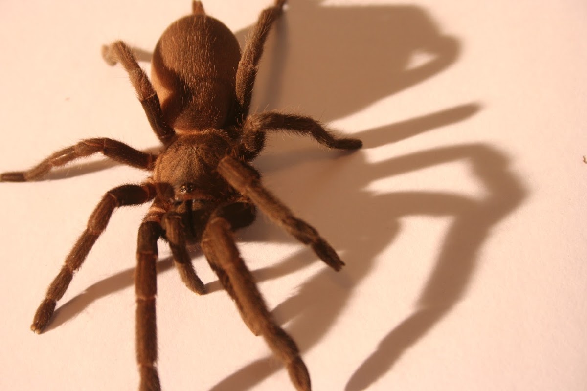 Australian Bird Eating SpiderTarantula Project Noah