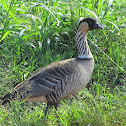 Nene goose