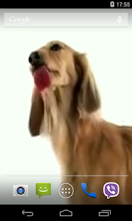 Download Dog Licks Screen Video LWP APK for Android