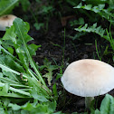 poplar mushroom