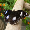 Common Eggfly (male)