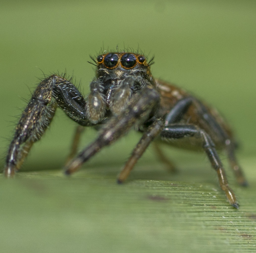 Jumping Spider