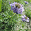 Purple Prairie Verbena