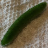Cabbage moth caterpillar