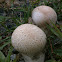 Unidentified Earthball Mushroom