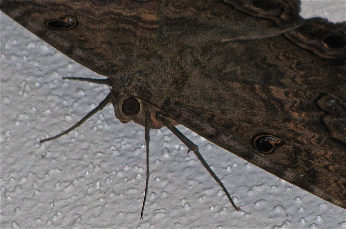 Black Witch Moth