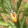 Large milkweed bug molting