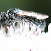 seagreen metallic mason bee