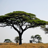 The Acacia tree by Jaliya Rasaputra -  