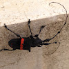 Costarican Red-back Longhorn beetle