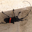 Costarican Red-back Longhorn beetle