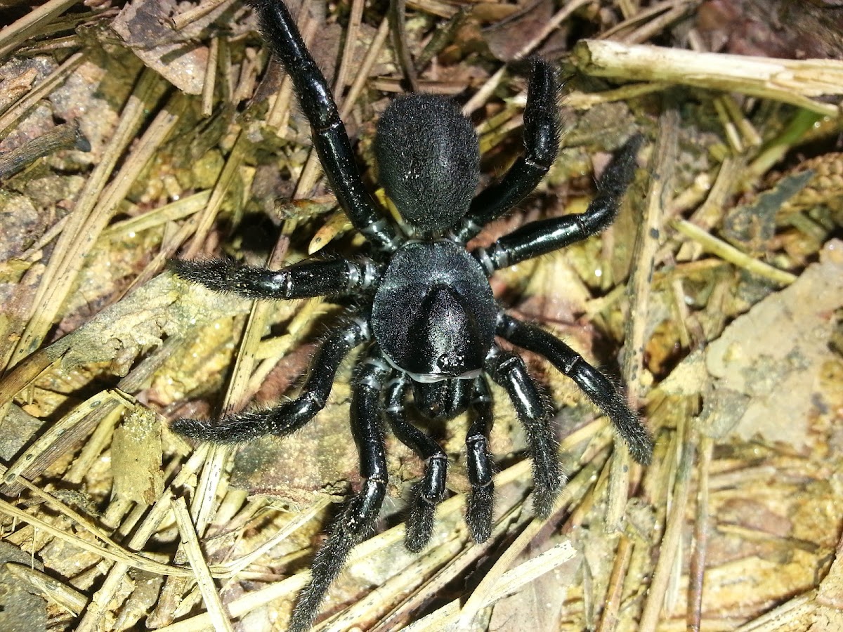 Cork Lid Trapdoor Spider