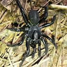 Cork Lid Trapdoor Spider