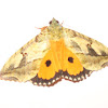 Fruit-piercing Moth