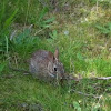 Nuttall's Cottontail