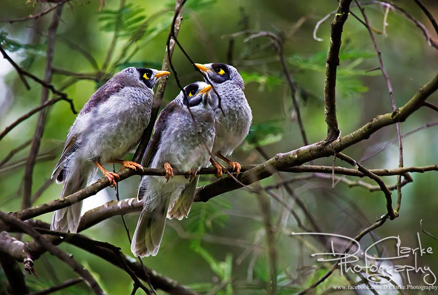 Noisy Miner