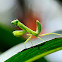 Praying Mantis