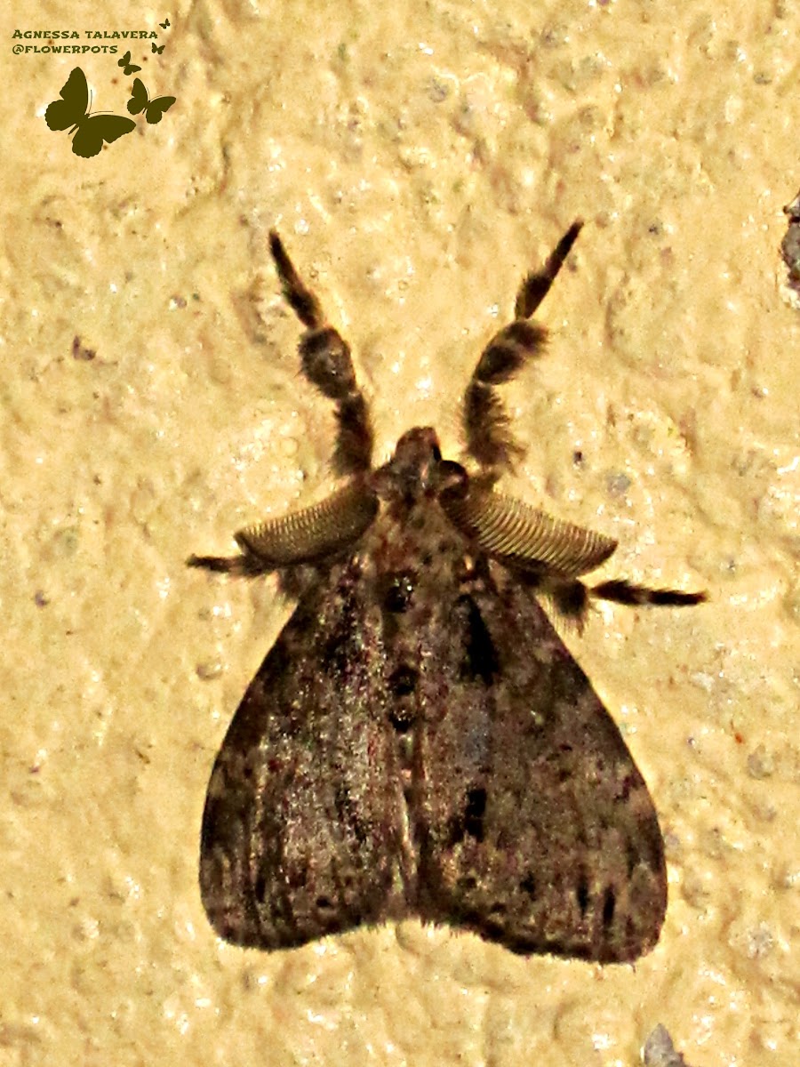 Orgyia Tussock Moth
