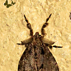 Orgyia Tussock Moth