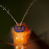 Limoniid Crane Fly