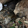 Four-Striped Grass Mouse
