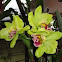 Cattleya hybrid