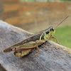 Spur-Throated Grasshopper