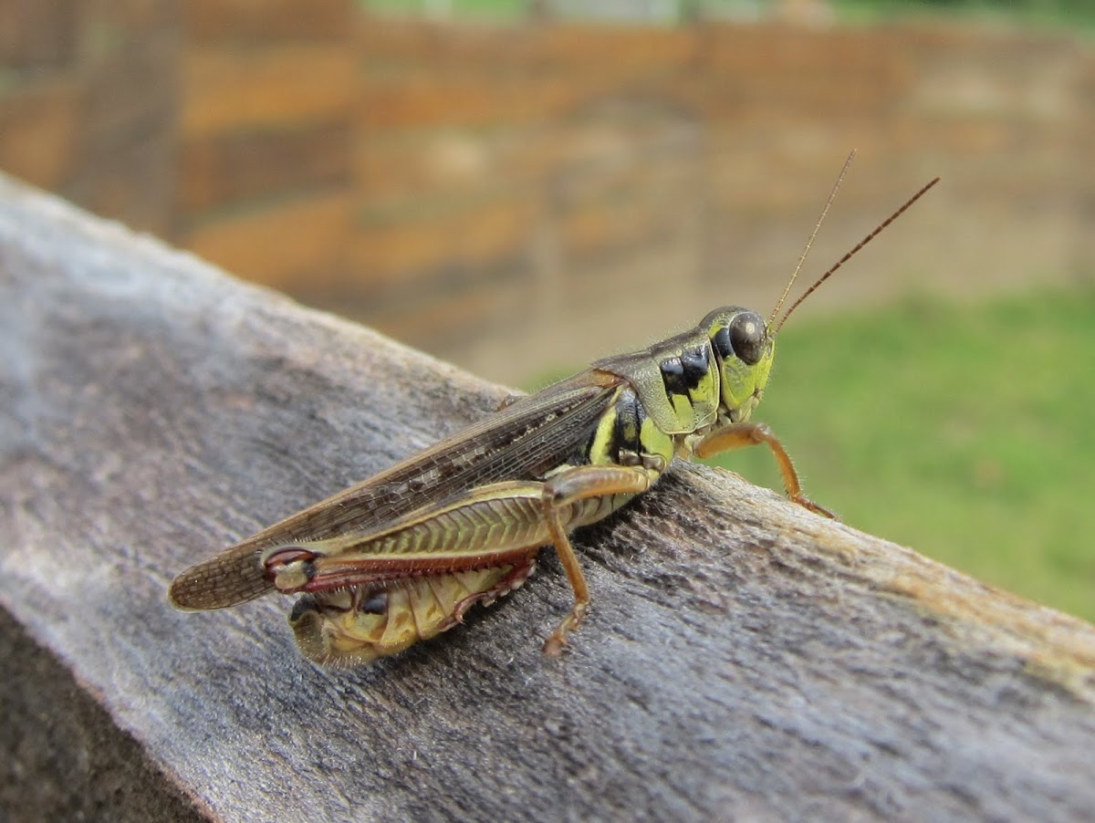 Spur-Throated Grasshopper