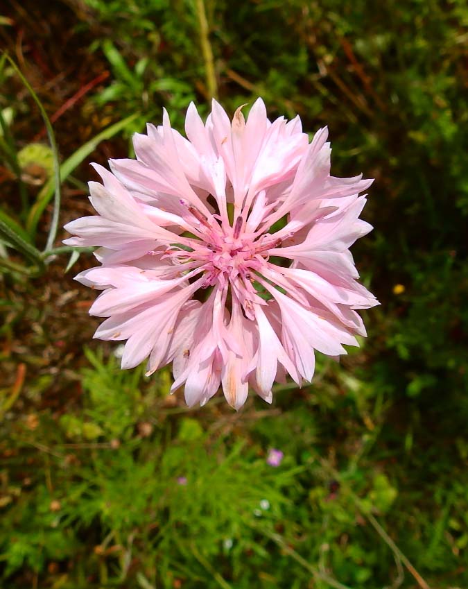 Cornflower (light pink variety)