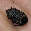 Yellow-dotted Gum Tree Shield Bug