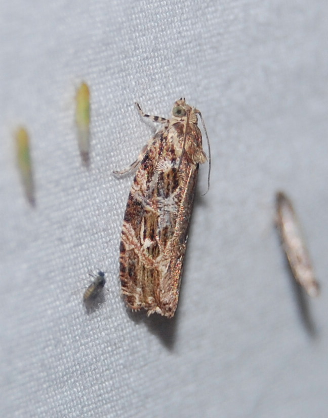 Macramé Moth
