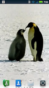 Free Download Adorable Penguins Wallpaper APK for Android