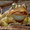American toad x Fowler's Toad hybrid