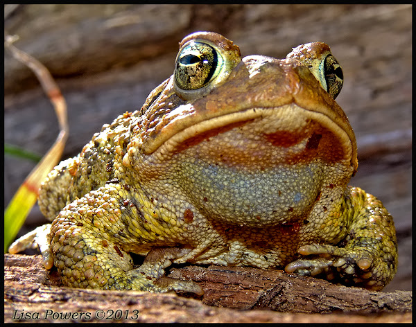 American toad x Fowler's Toad hybrid | Project Noah