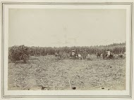 Oogsten van suikerriet